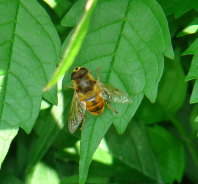 fruit fly on green leaf