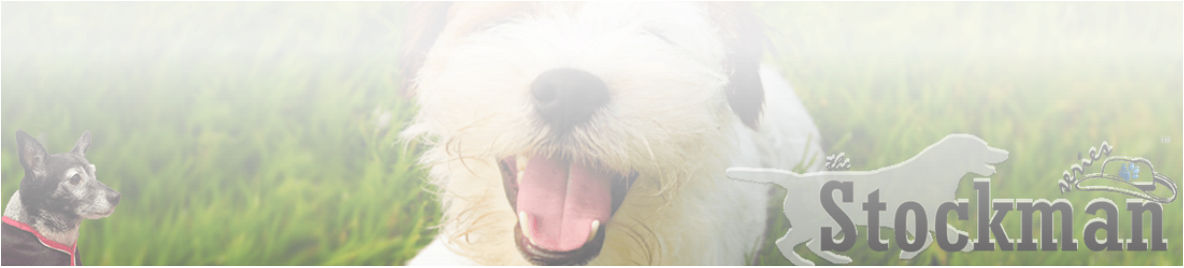 happy terrier 