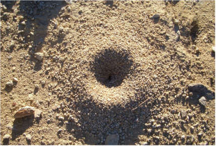 dirt ant nest