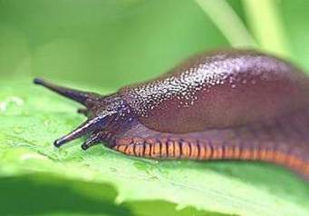 Slug on green leaf