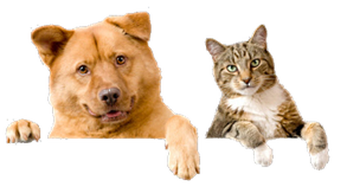 dog & cat