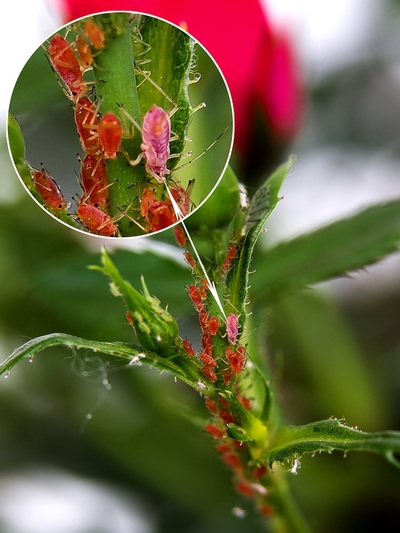 aphids on plant