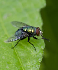 fly on green leaf