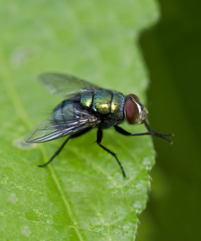 fly on green leaf