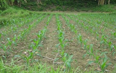 corn crop in paddock field