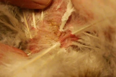 lice on chicken feathers