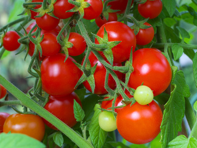 bunch of cherry tomatoes