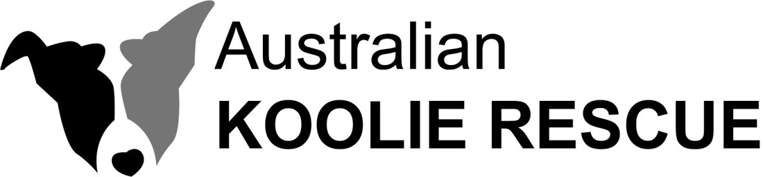 australian koolie rescue