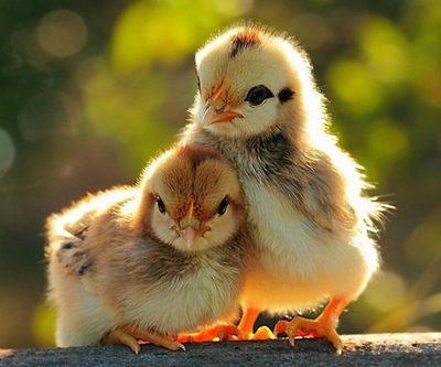 pair of chickens 