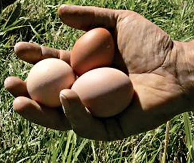 hand holding chicken eggs