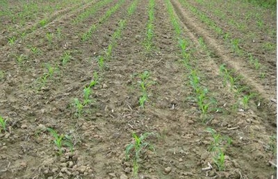 corn crop in paddock field