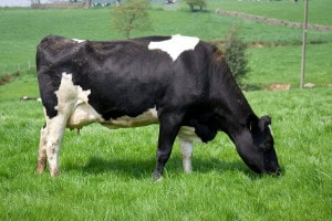 grazing cow 