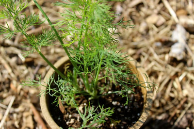 dill plant in pot