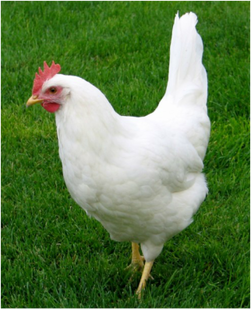 white chicken