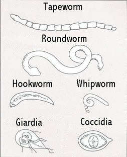 types of animal intestinal worms