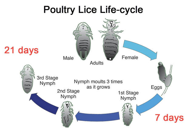 poultry lice life cycle diagram