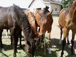 horses eating hay