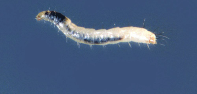 flea larvae