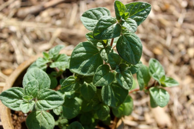 oregano plant in pot