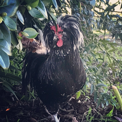 houdan rooster black mottle 