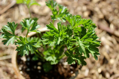 parsley plant in pot