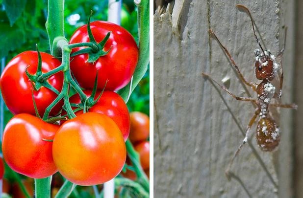 bunch tomatoes on vine ant on wood