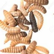 black soldier fly larvae