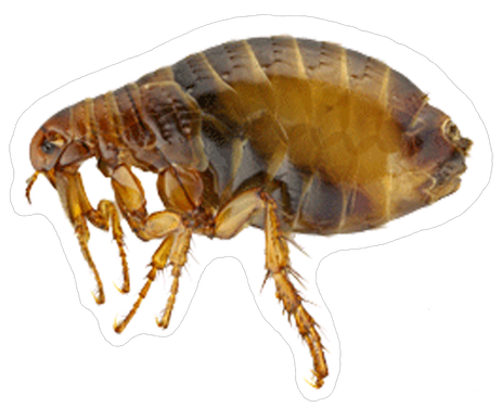 ctenocephalides canis adult flea