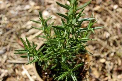 rosemary plant in pot