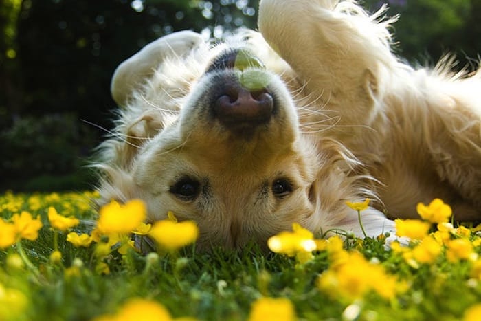 dog rolling in grass